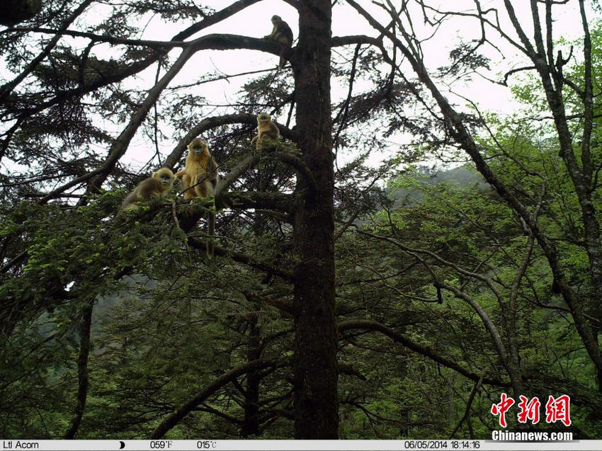 卧龙国家级自然保护区公布野生川金丝猴监测影像