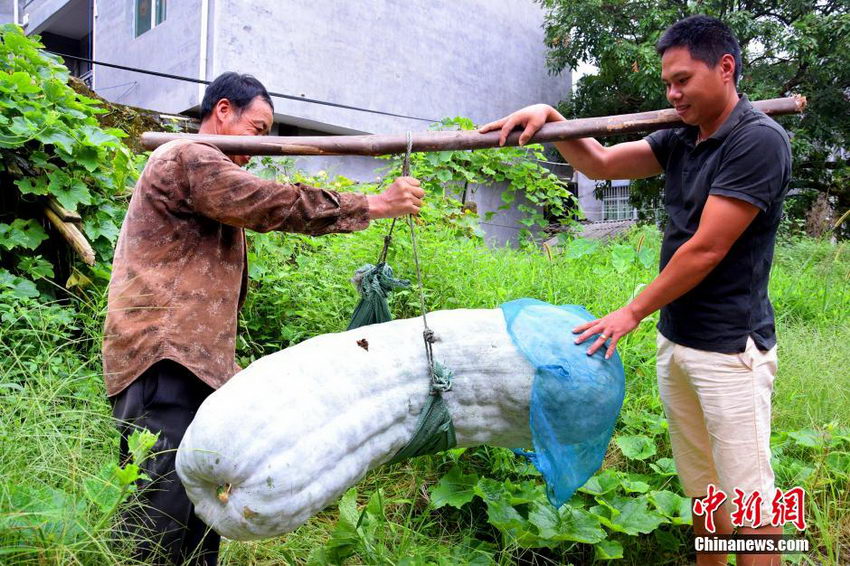 福建蕉城一农户种出173.5斤巨型冬瓜