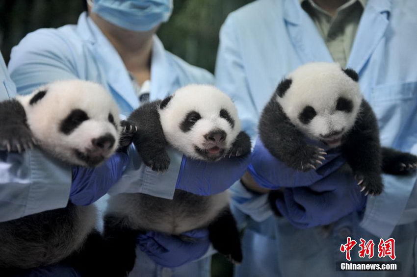 全球唯一存活大熊猫三胞胎顺利“开眼”