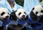 大熊猫三胞胎顺利开眼