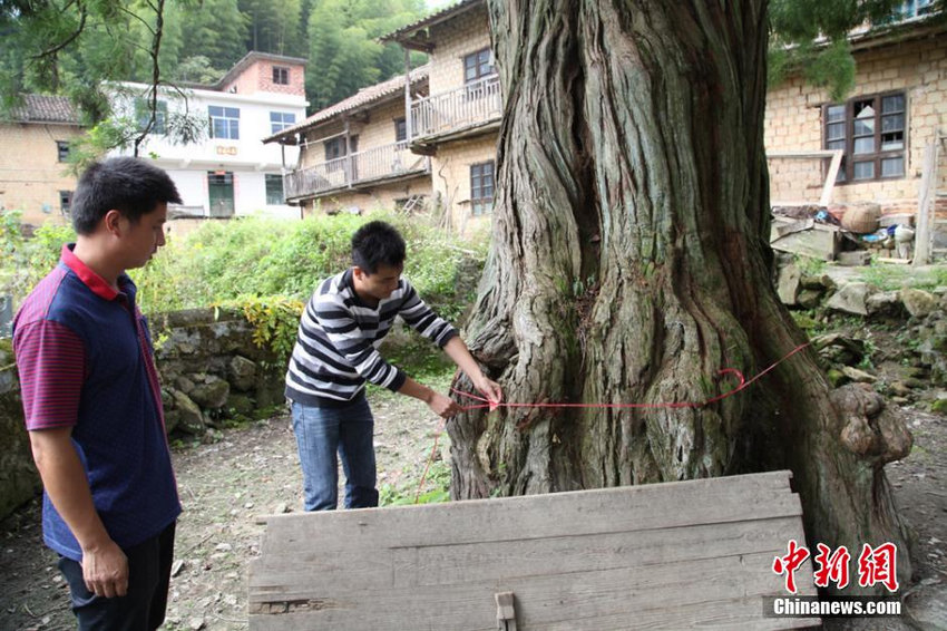 湖南资兴“水松王” 主干围径7.6米树龄超1200年