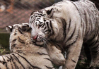 重庆动物园首次引进白虎