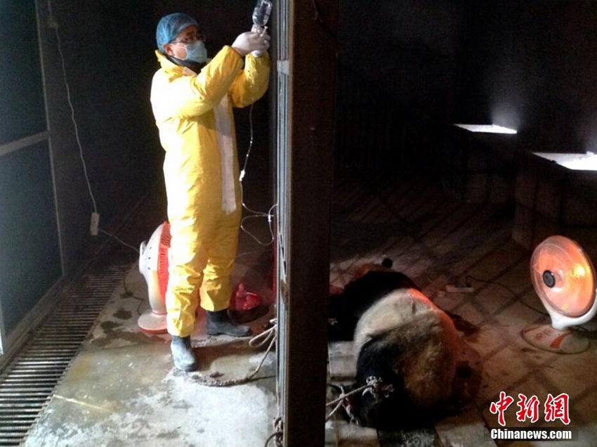 陕西圈养大熊猫感染犬瘟热已致2死