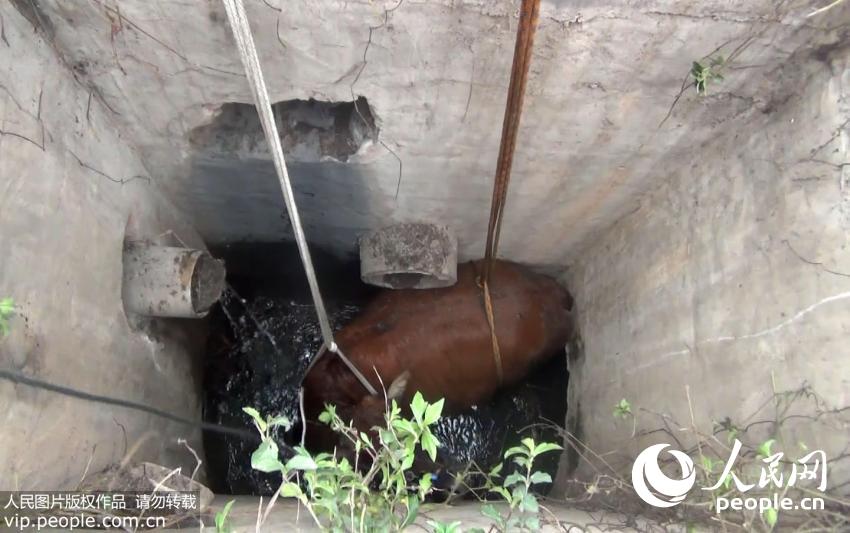 一头怀孕的母牛掉入井里。