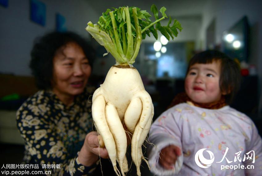 1月14日上午，义乌市赤岸镇山区南深塘村的蒋阿姨，把长着“十六娃”的大萝卜带回了家。家里2岁大的小孙女好奇地看着这一奇特的大萝卜。