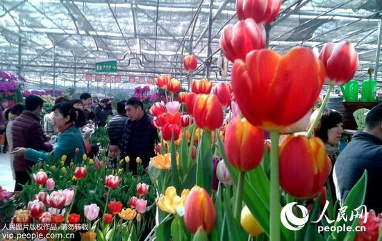 郑州:花卉市场春意盎然年味渐浓(2015.2.13)海