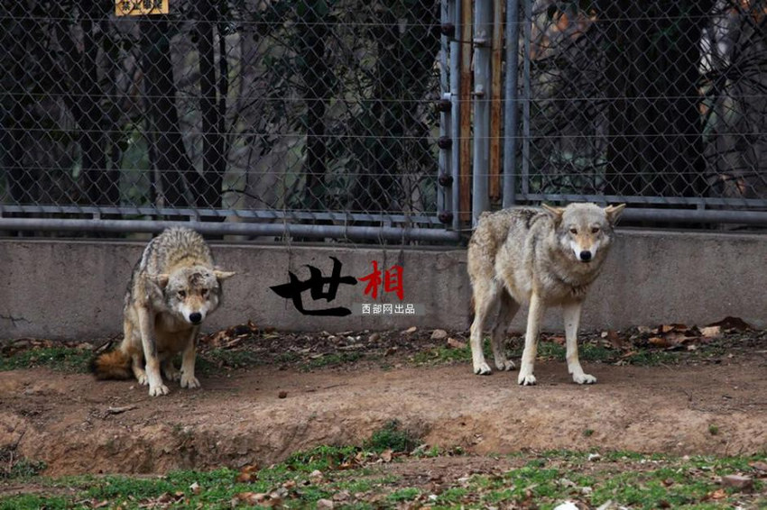 ��Ӱ�е�Ⱥ�Ƿǳ��Žᣬ�������Ĵ����£�Χ������ͱ������ࡣ������ʵ�У����Žᡱ�����ֻ������Ⱥ�еĴ������ʧ����ֻ�ᱻ�ż�����������Ϊ������
