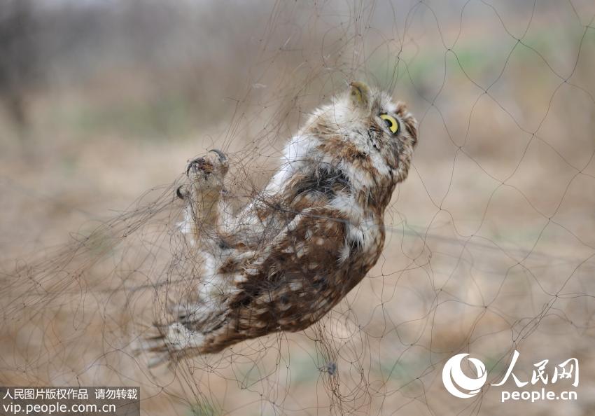 ���ջ��������ճ������ ¿�ѽ�ȱ���èͷӥ��2��