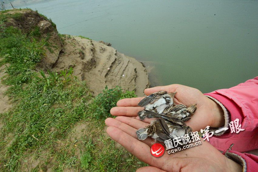 重庆:市民周末江边游玩 掏崖沙燕巢穴致燕子弃