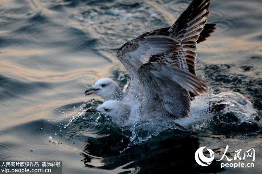 �ൺջ�ź�Ÿ��ʼǨ�� �ο�ϧ������ιʳ��4��