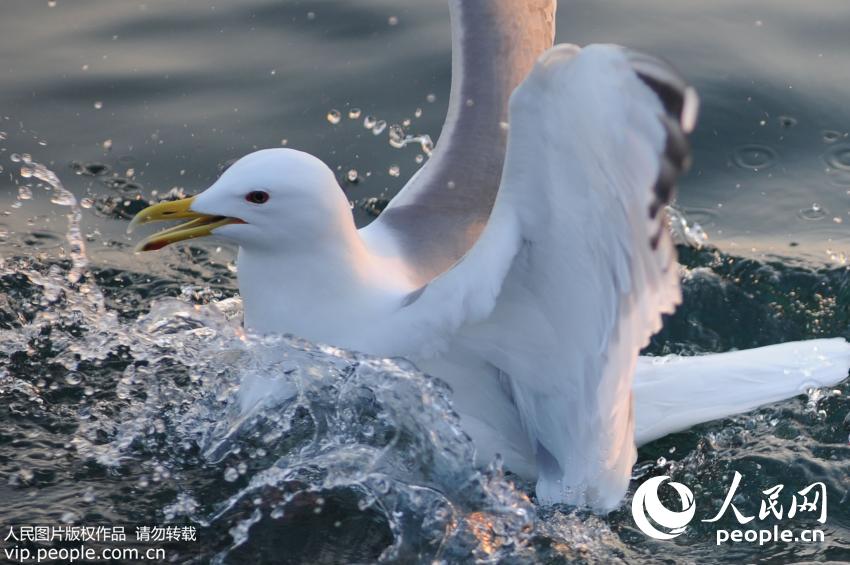 �ൺջ�ź�Ÿ��ʼǨ�� �ο�ϧ������ιʳ��5��