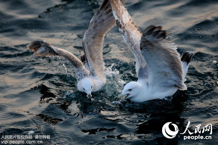 �ൺջ�ź�Ÿ��ʼǨ�� �ο�ϧ������ιʳ��8��