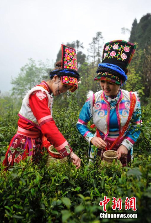 �Ĵ��봨Ǽ�Ҳɲ�Ů ��Ҷӳ�ľ���������4��