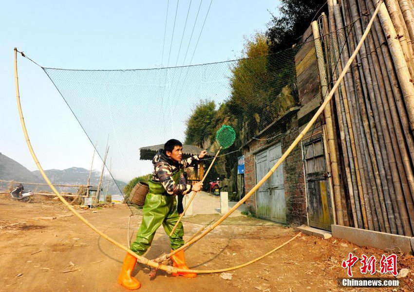 图为福建霞浦县北岐村的村民江福明,正扛着一个长宽各约2.