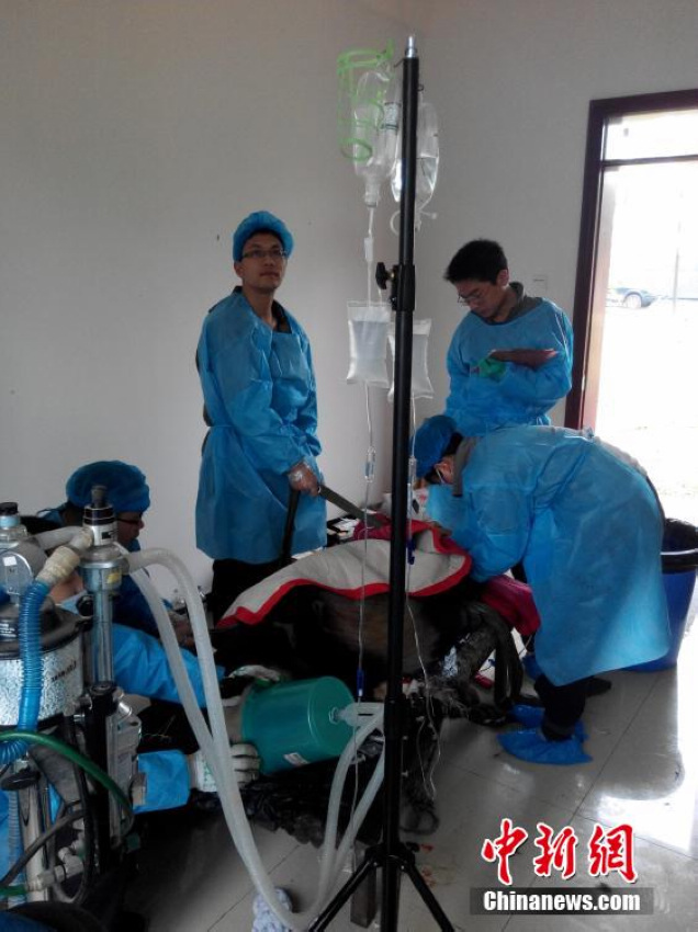 �Ĵ���Ԫ���ز�����è������������Σ���ڡ�6��