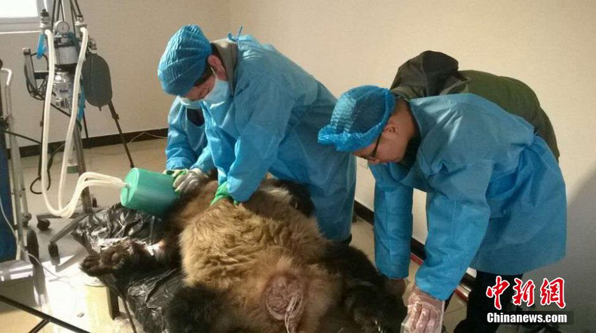 �Ĵ���Ԫ���ز�����è������������Σ���ڡ�2��