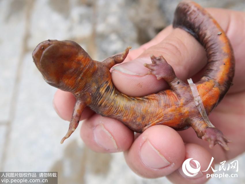 市民展示在湘江边打捞出的濒危动物---蝾螈。