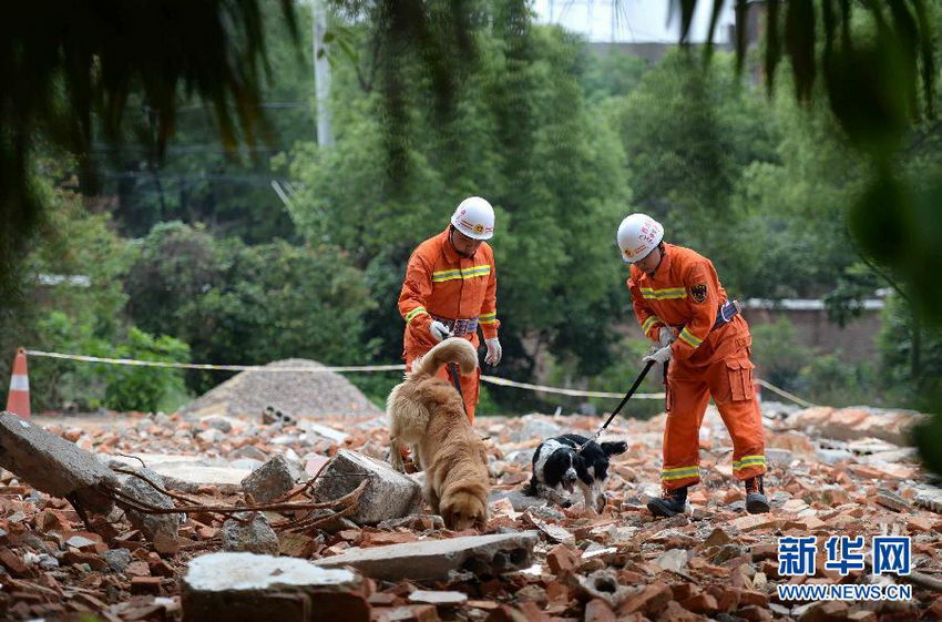 5月21日，搜救犬在进行废墟搜救比赛。