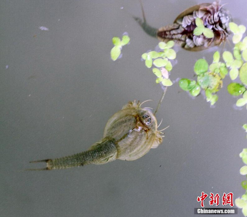 ͼΪˮ�����ζ����׳档