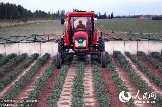 新疆兵团:棉花种植机械化 节本省力增效益(201