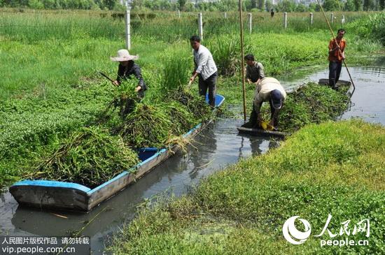 贵州威宁:清除生态杀手 保护生物多样性(201