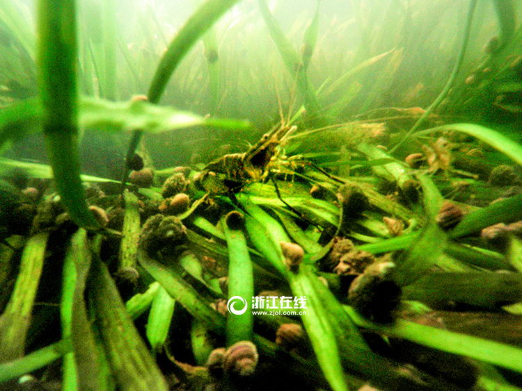 ��û������������ˮ��ɭ�֡���2��