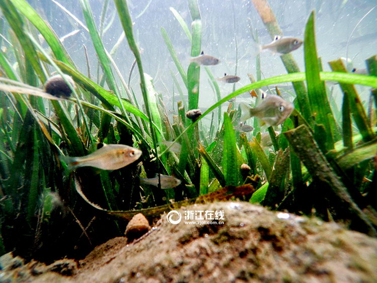 ��û������������ˮ��ɭ�֡���3��