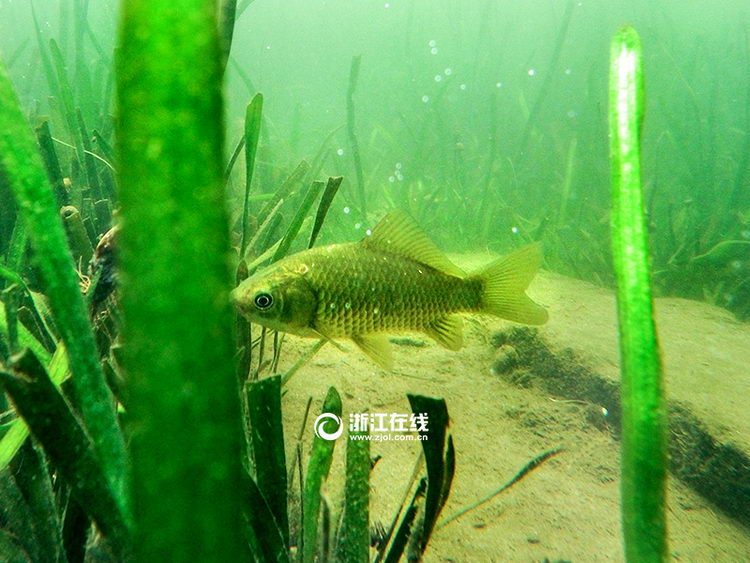 ��û������������ˮ��ɭ�֡���5��