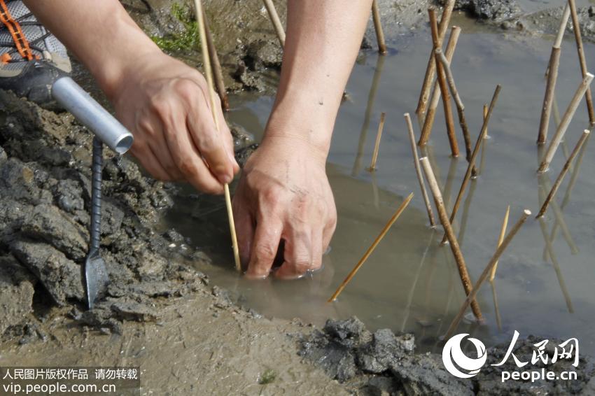 ɽ���ൺ�����˳��Ϻ� ľ�����������ӡ���5��