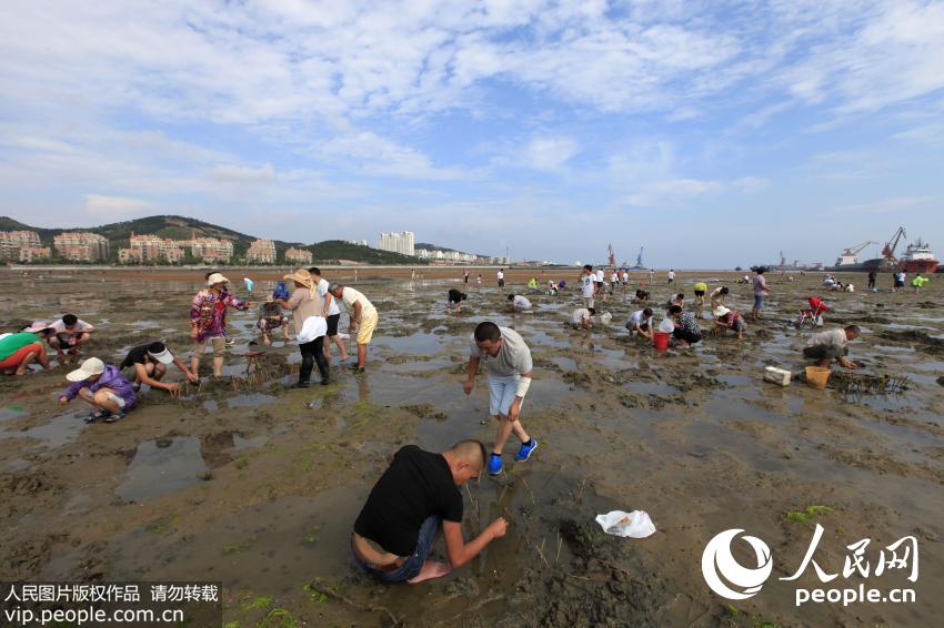 ɽ���ൺ�����˳��Ϻ� ľ�����������ӡ�