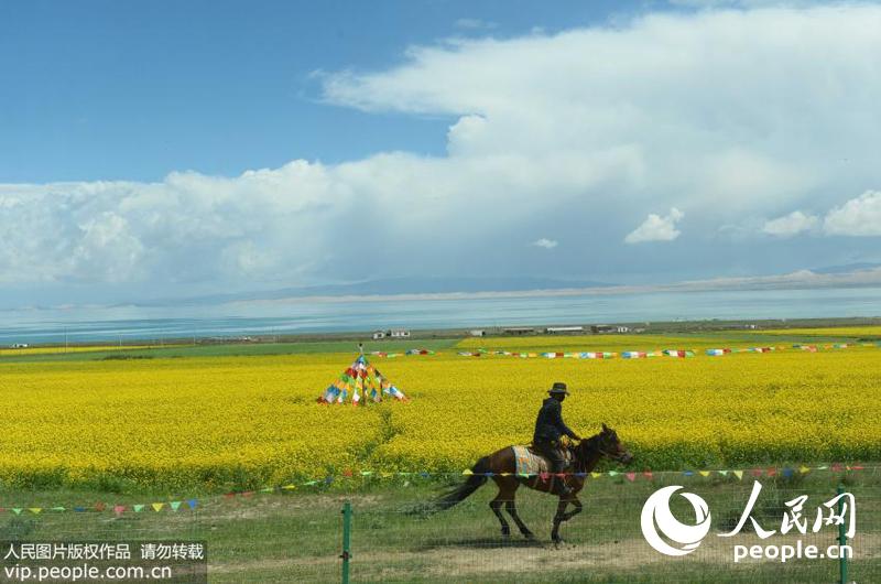 7月15日，一藏族同胞骑着马走在青海湖湖畔的油菜花田旁。