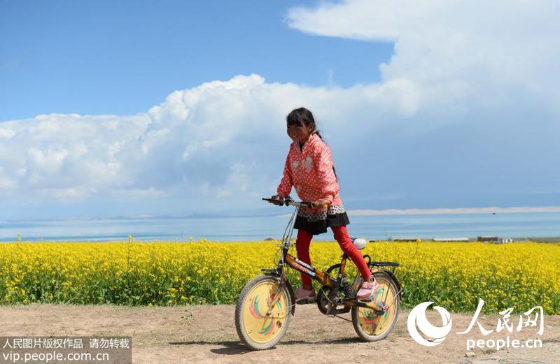 7月15日，一藏族小女骑着自行车行驶在青海湖湖畔的油菜花田旁。