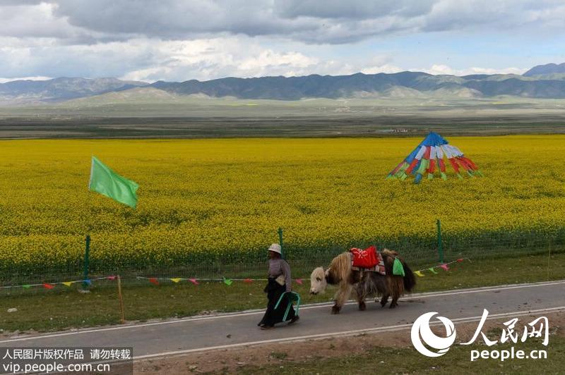 7月15日，一藏族老年妇女牵着耗牛走在青海湖湖畔的油菜花田旁。