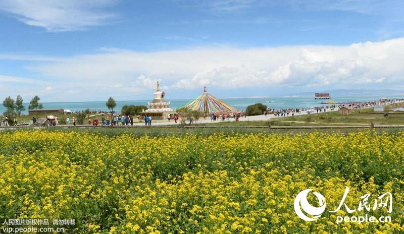 7月15日，游客在青海湖湖畔观赏竞相绽放的油菜花。
