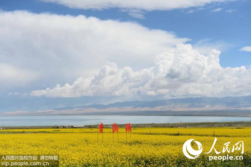 7月15日拍摄的青海湖湖畔竞相绽放的油菜花。