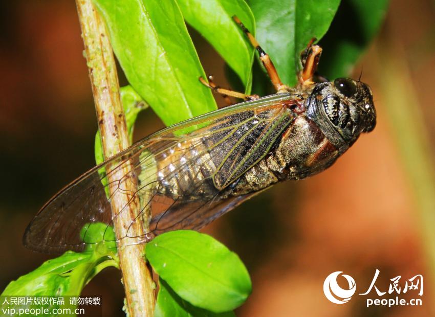 ���峿�ĵ�һ��������������ֵ�ʱ�򣬽���Ѿ����������������������ɵĸߴ����������ڴ�����ɣ�ȥ�������ܲ�����60��Ķ���������