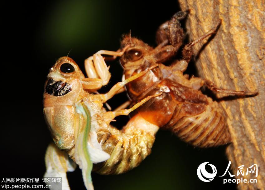 ��������Ť��β���������س鶯���壬��β�����˳�������ʱ��֪���������ʼ����ץס���ɵ���Ҫ���ˣ����������΢���Ⱦͻ����ȥ��