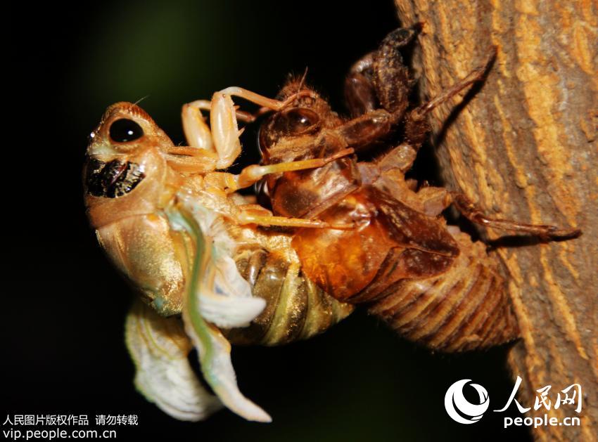 ʵ��̫���ˣ�������Ϣ����20���Ӻ󣬾���һ���ߵĳ��Ҳ����������������˸�����������ǰצ����ץס���µ�ͷ����