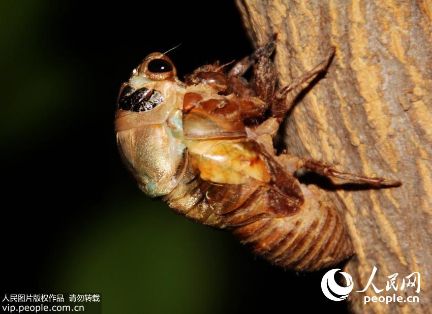 ���ȳ��������۾������ڿ��������������İ�������硣ͷ���������Ŭ���Ľ�ȫ���ɱ�����������ܻ����Ҳ����ᣬ����Ҳ����ʹ��