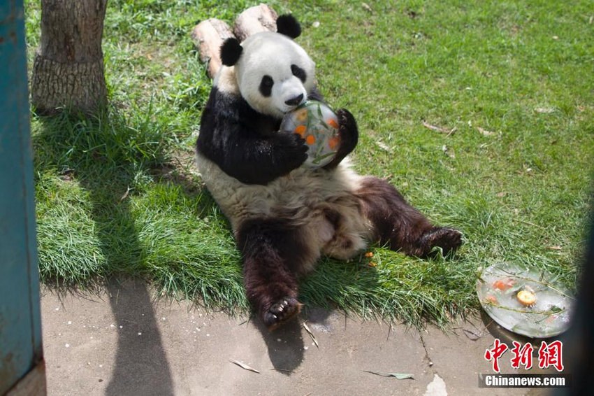 山西太原大熊猫迎来5周岁生日 吃冰蛋糕庆生