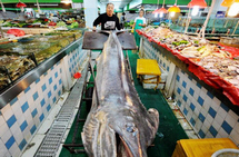 �ൺ���񲶻�619�ﳬ�������