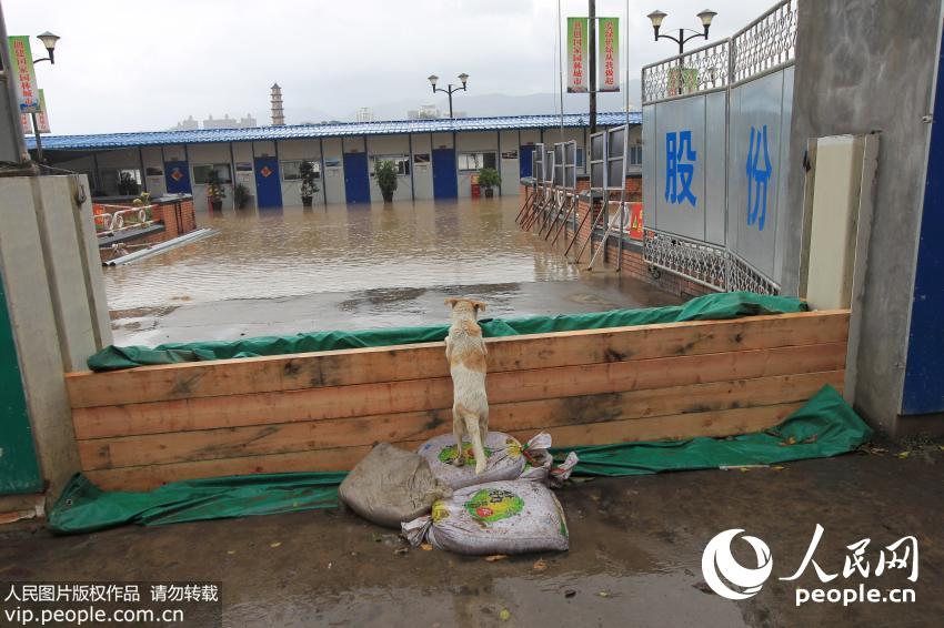9��29�գ��㽭ʡ����������·��������̼ӹ̹�����Ŀ�����ڴ��ǵ�걽�ˮ�У�С��ſ�ڻ����������ҡ���̾��