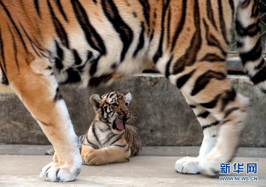 ���������������軧����ˣ�ȷ��ο�