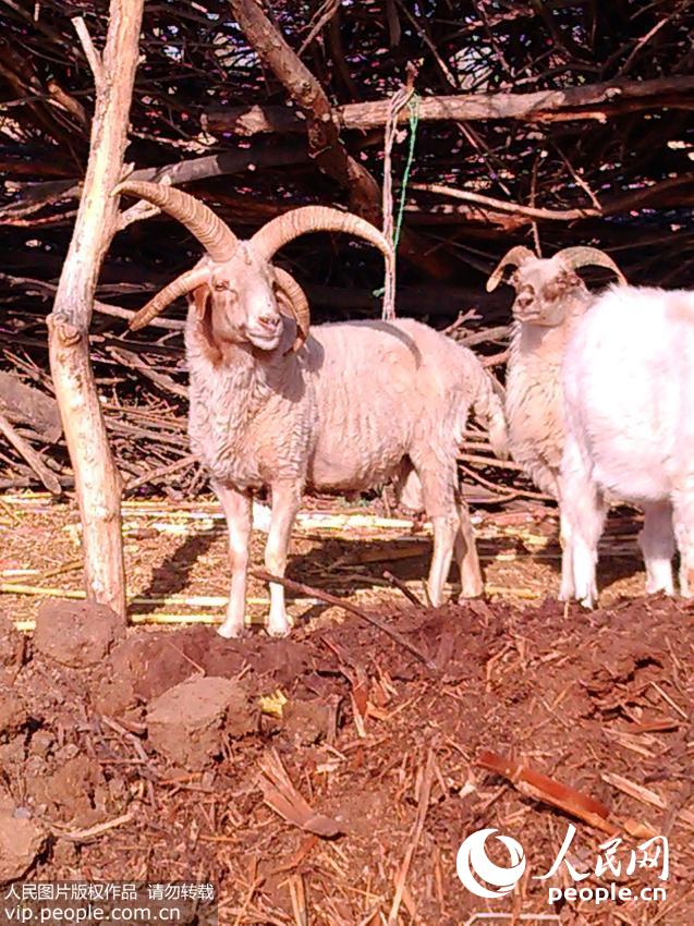甘肃张掖一农家现罕见“四角绵羊”
