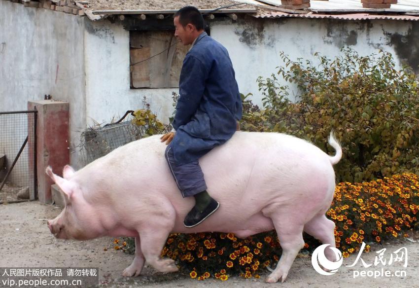 河北：母猪重达1200斤 主人特颁“免死令”