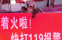 ���ȡ���ʦ�֡��ֳ��������ֱ���