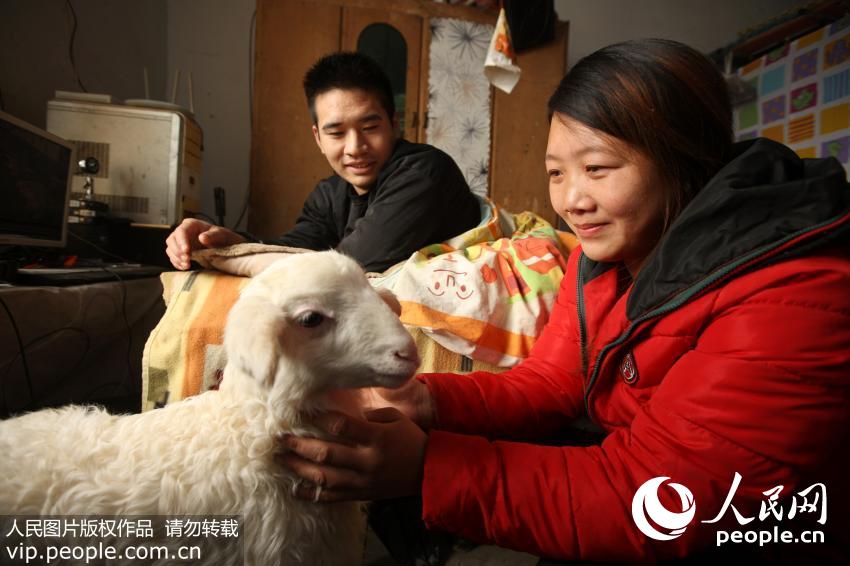 12月2日，李玲利向躺在床上的丈夫范志友介绍山羊的生长情况。