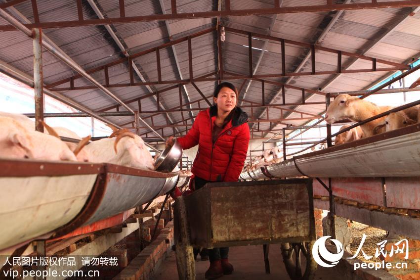 12月2日，李玲利在山羊养殖大棚内给山羊添加草料。