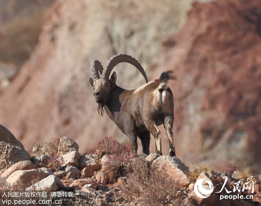 新疆天山南部出现多群野生北山羊