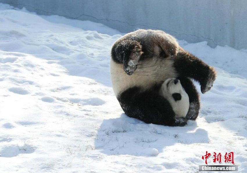 大熊猫长春越冬雪地卖萌